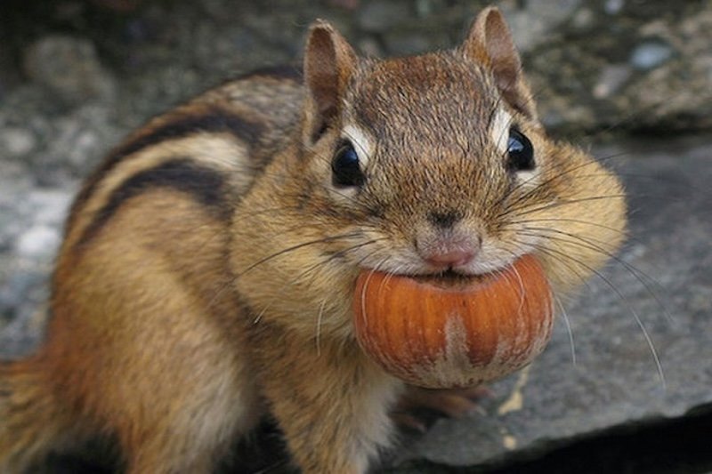 Mơ thấy con sóc đang ăn hạt là giấc mơ cực kỳ may mắn