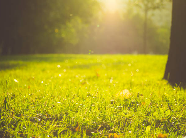 Hình tổng kết với ánh sáng dịu nhẹ, tượng trưng cho sự an yên sau những giấc mơ đầy cảm xúc