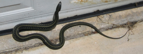 Mơ Thấy Rắn Bò Vào Nhà Cảnh Báo Nguy Hiểm