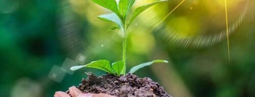 Mơ Thấy Trồng Cây Điềm Báo Cho Sự Khởi Đầu Mới 