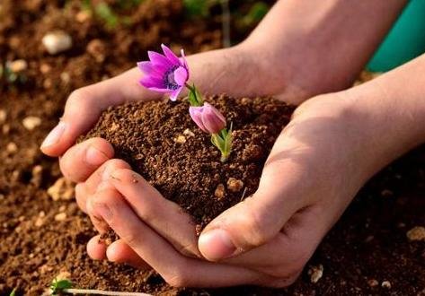 Mơ thấy trồng cây và cây đó nở hoa hay ra quả