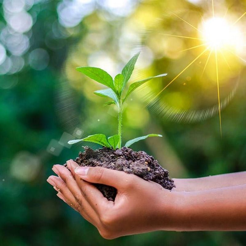 Mơ thấy trồng cây là một hình ảnh rất đặc biệt