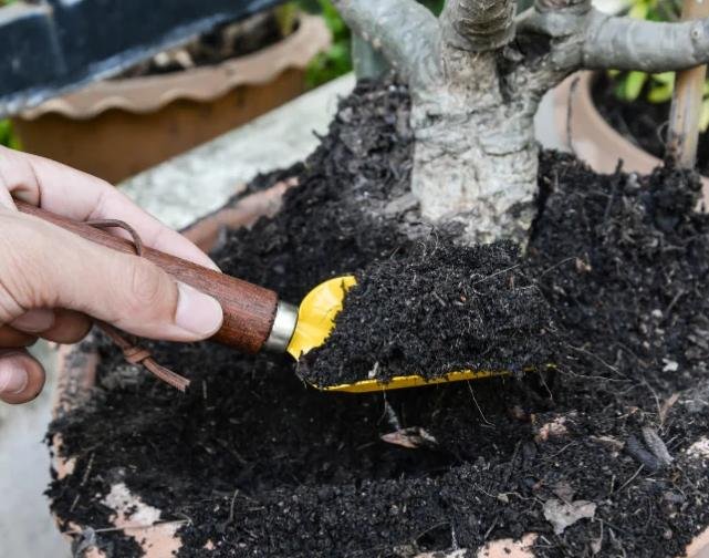 Mơ thấy trồng cây trong chậu mong muốn tìm lại sự cân bằng