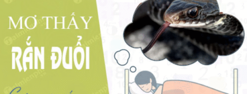 Mơ Thấy Bị Rắn Đuổi Và Những Dự Báo Thú Vị Trong Cuộc Sống