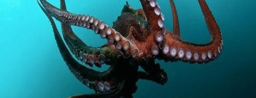 Mơ Thấy Con Bạch Tuộc Mang Điềm Báo Gì Cho Tương Lai?