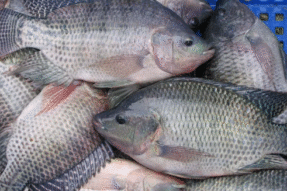 Mơ Thấy Con Cá Rô Phi: Giải Mã Ý Nghĩa Và Điềm Báo Thực Tế