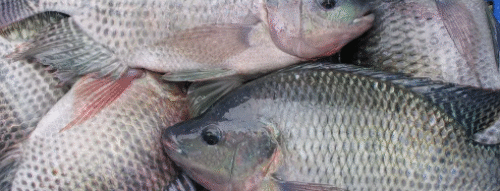 Mơ Thấy Con Cá Rô Phi: Giải Mã Ý Nghĩa Và Điềm Báo Thực Tế