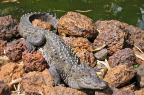 Mơ Thấy Con Cá Sấu: Giải Mã Điềm Báo Và Con Số Liên Quan