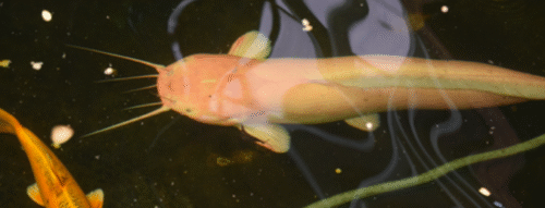 Mơ Thấy Con Cá Trê – Điềm Báo, Tâm Linh Và Con Số May Mắn