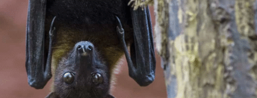Mơ Thấy Con Dơi Đen Và Những Điềm Báo Khi Xuất Hiện Trong Giấc Ngủ