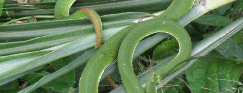 Mơ Thấy Con Rắn Lục Và Những Điềm Báo Cần Biết