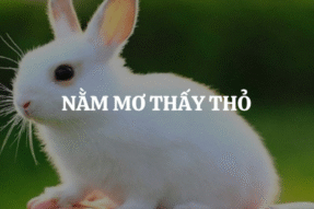 Mơ Thấy Con Thỏ Trắng Mang Điềm Báo Gì? Giải Mã Chi Tiết