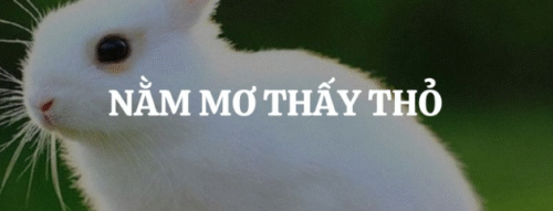 Mơ Thấy Con Thỏ Trắng Mang Điềm Báo Gì? Giải Mã Chi Tiết