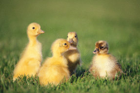 Mơ Thấy Con Vịt Con: Giải Mã Điềm Báo Và Con Số Liên Quan