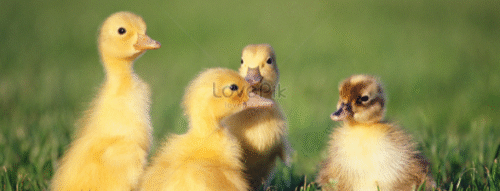 Mơ Thấy Con Vịt Con: Giải Mã Điềm Báo Và Con Số Liên Quan